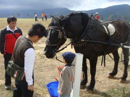 近距離的接觸馬兒