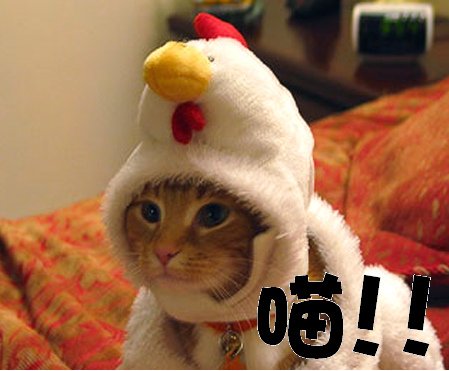 meow.bmp