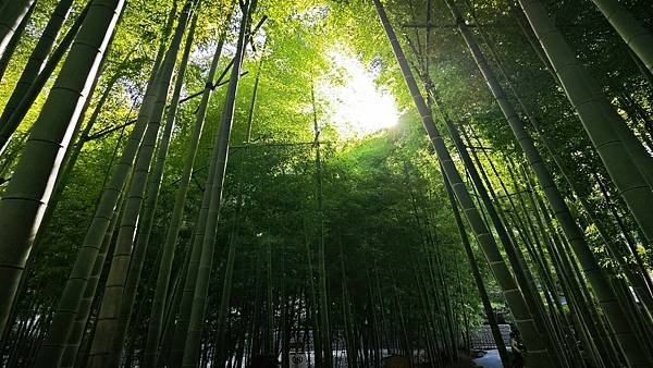 2024.11日本新潟長野東京秋日賞楓紀行DAY.8 鐮倉【