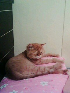 IMG0033A.jpg