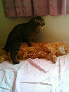 IMG0243A.jpg
