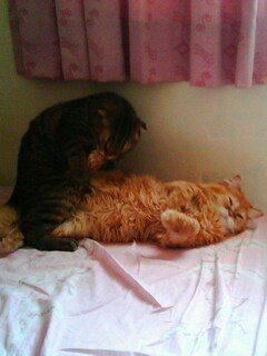 IMG0245A.jpg