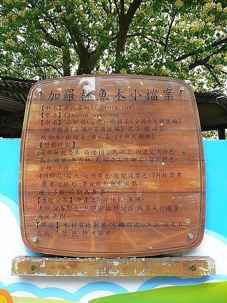 加羅林魚木1.jpg