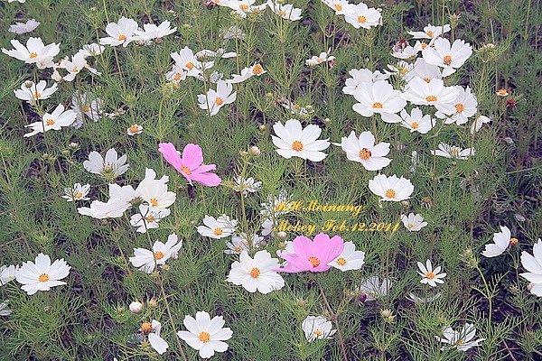 美濃花海.jpg