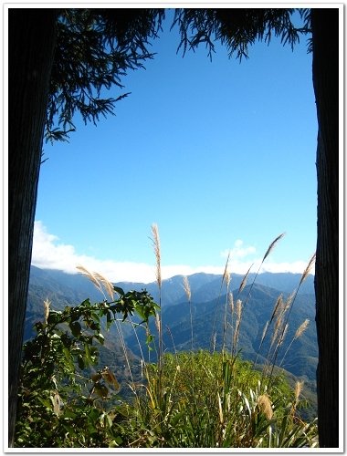 兩棵樹間望出去的清境風景.jpg