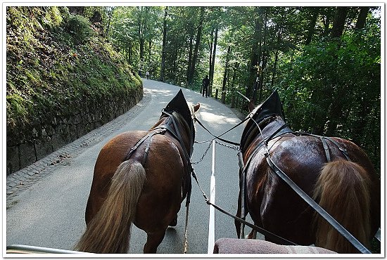 489-右邊馬兒的尾巴漸漸高了起來.原來是想便便了.女車伕在路邊暫停.讓馬兒在我們面前上演解放秀.jpg