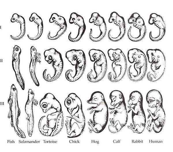 686px-Haeckel_drawings