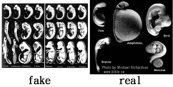 textbook-fraud-haeckel-richardson-photos