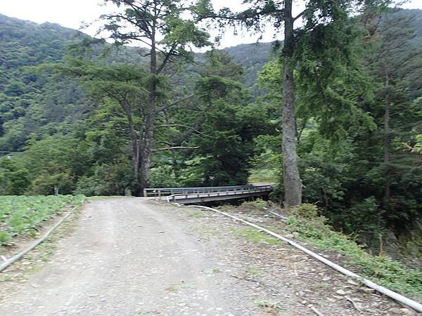 1.1K里程木樁，接回原有步道。過鐵橋後又見寬大林道，還有大片的高麗菜園