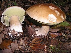 250px-Boletus_edulis_EtgHollande_041031_091.jpg