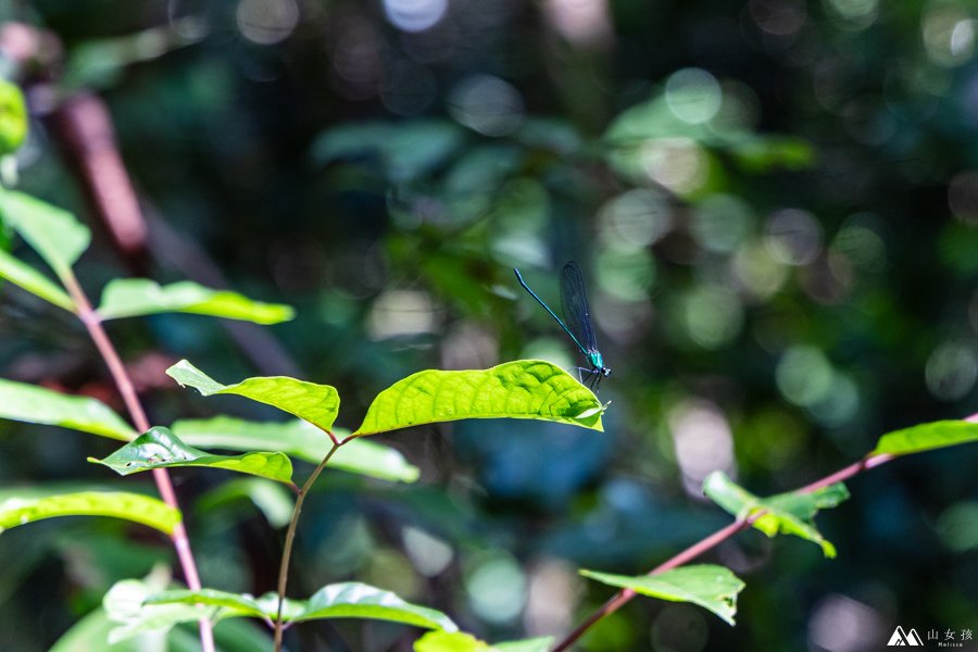 山女孩Melissa_東馬來西亞砂拉越Sarawak_姆魯國家公園mulu_鹿洞deer cave-0652.jpg