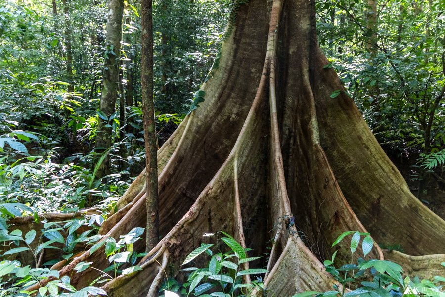 山女孩Melissa_東馬來西亞砂拉越Sarawak_姆魯國家公園mulu_鹿洞deer cave-0694.jpg