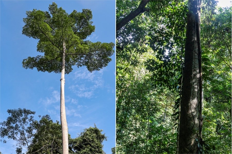 【馬來西亞|砂拉越】世界自然遺產：姆魯山國家公園，地理奇觀洞