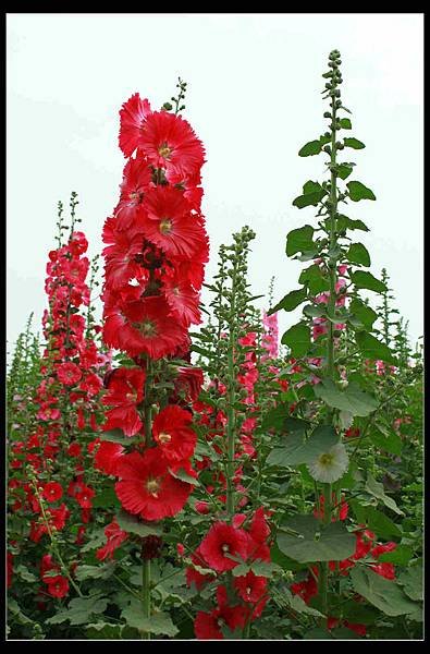 學甲蜀葵花