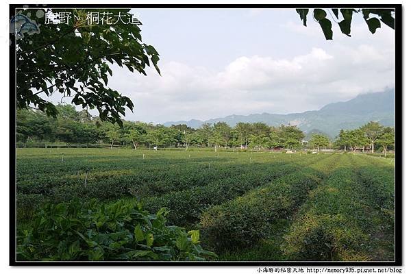 鹿野~桐花大道004