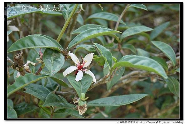 鹿野~桐花大道006