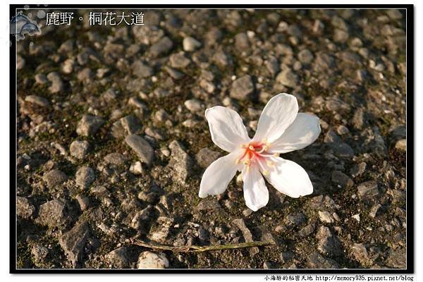 鹿野~桐花大道008