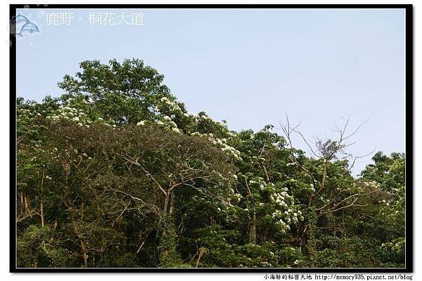 鹿野~桐花大道016