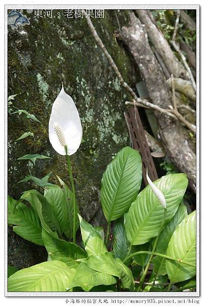 東河~老樹果園005