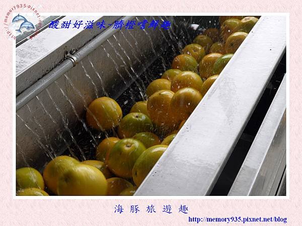 臍橙005