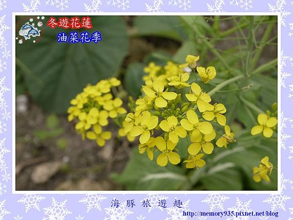 油菜花