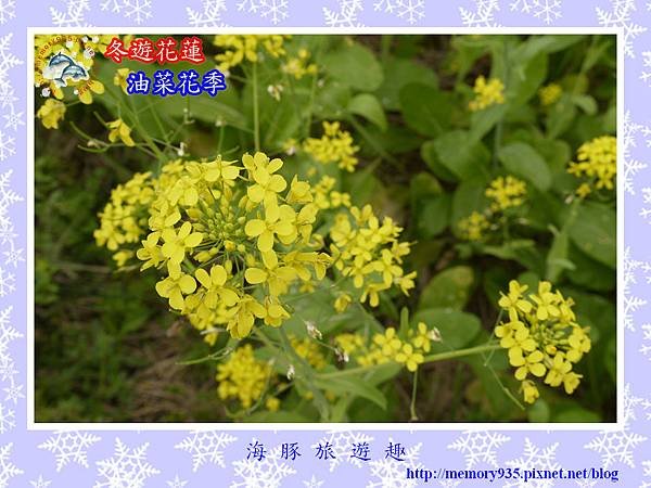 油菜花