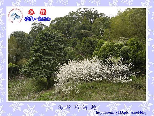 2014櫻花