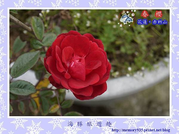 2014櫻花