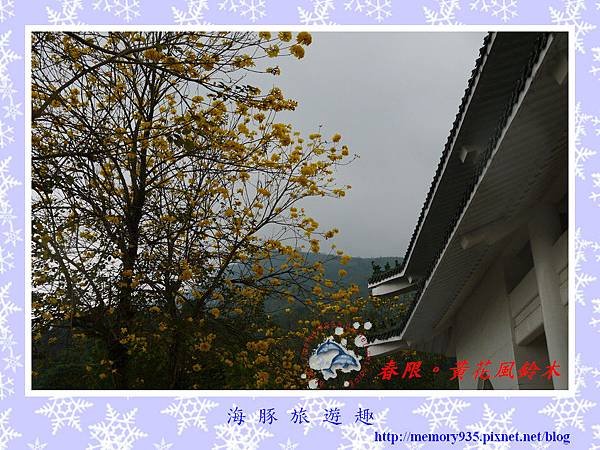 黃花風鈴木