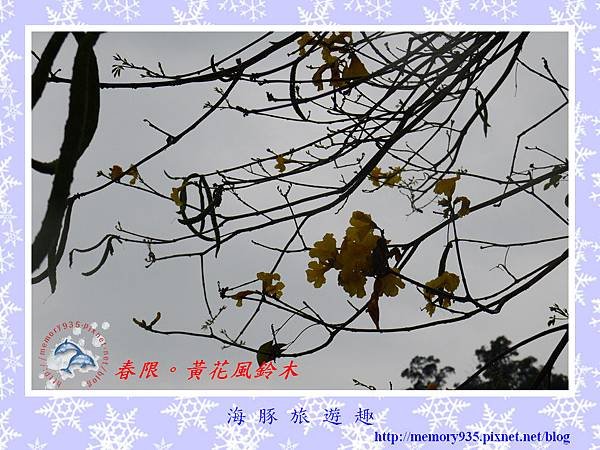 黃花風鈴木