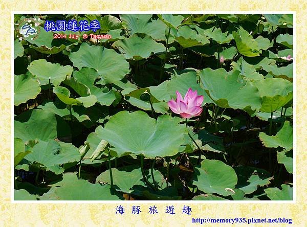 2014桃園蓮花季 (9)