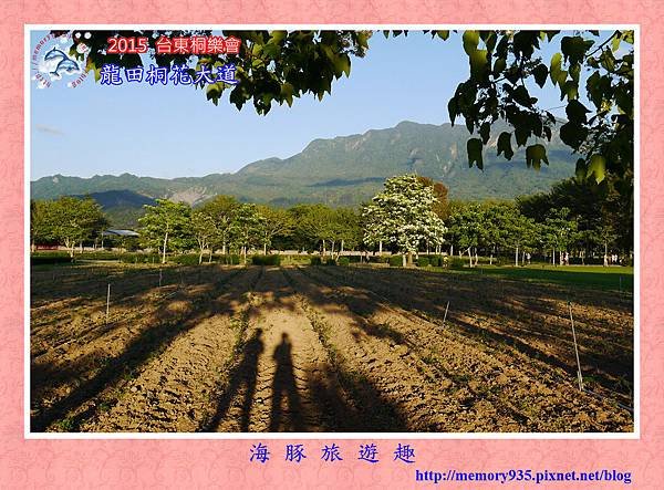 2015桐花季。龍田桐花大道 (21)