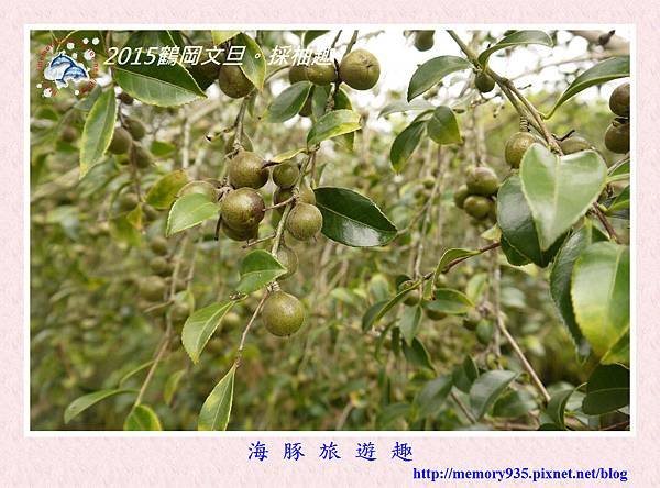 2015鶴岡文旦。採柚趣 (11)