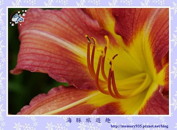 吉安。萱草花 (9)