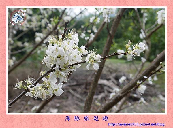 台東。香丁季 (13).jpg