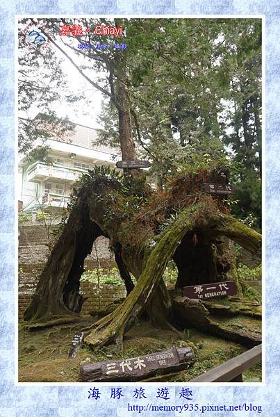阿里山。阿里山國家森林遊樂區 (19).jpg