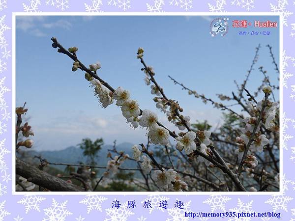 瑞穗。虎頭山梅花 (3).jpg