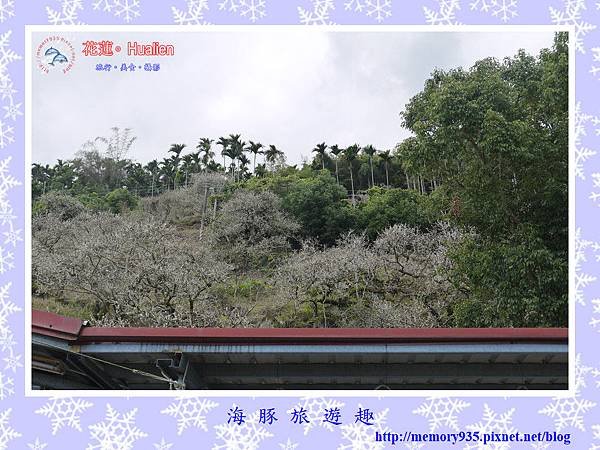 瑞穗。虎頭山梅花 (10).jpg