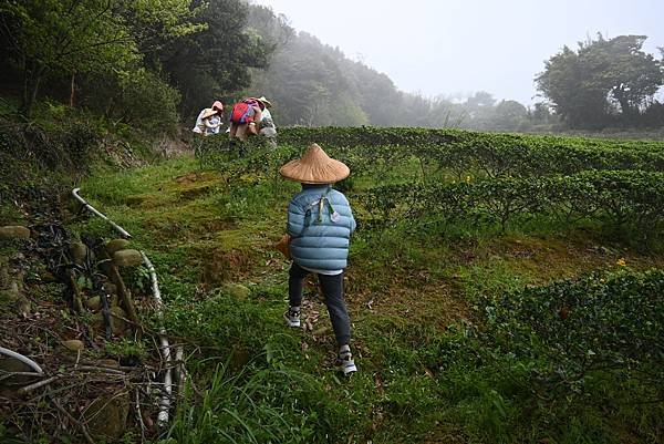 8Y7M。名人堂花園飯店，龍潭採茶