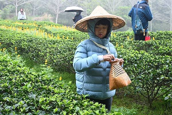 8Y7M。名人堂花園飯店，龍潭採茶