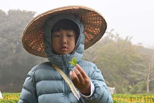 8Y7M。名人堂花園飯店，龍潭採茶