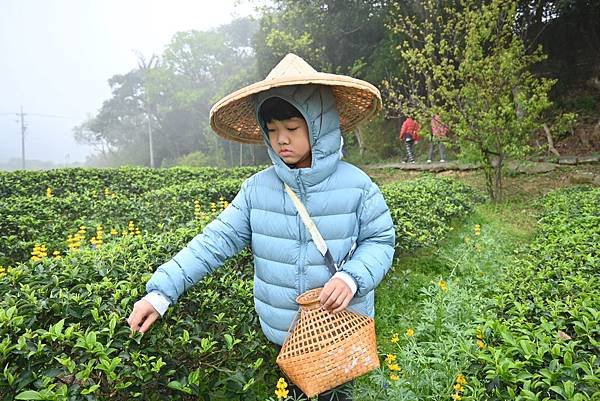 8Y7M。名人堂花園飯店，龍潭採茶