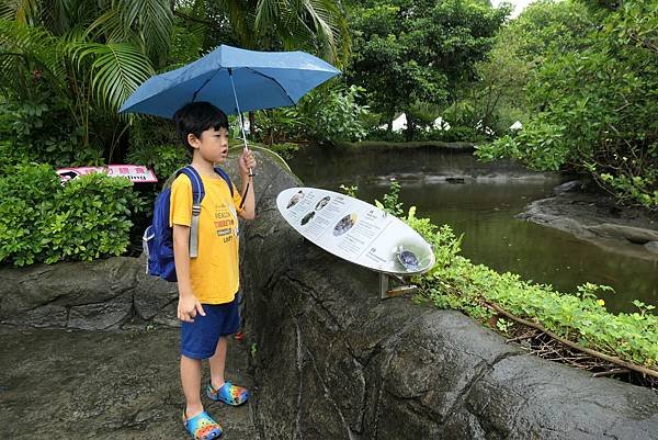 9Y2M。暴雨中遊木柵動物園