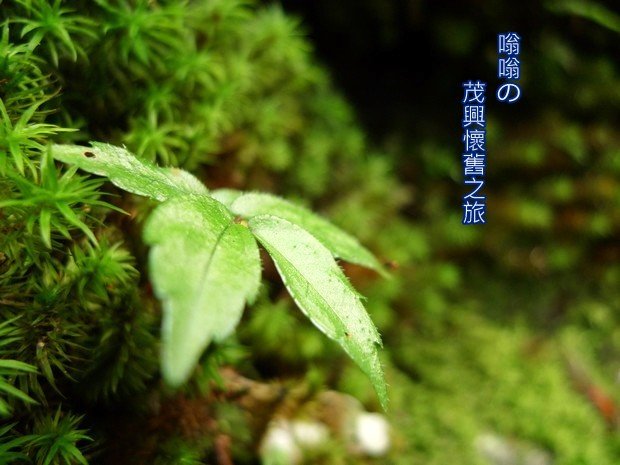 茂興站旁的小草