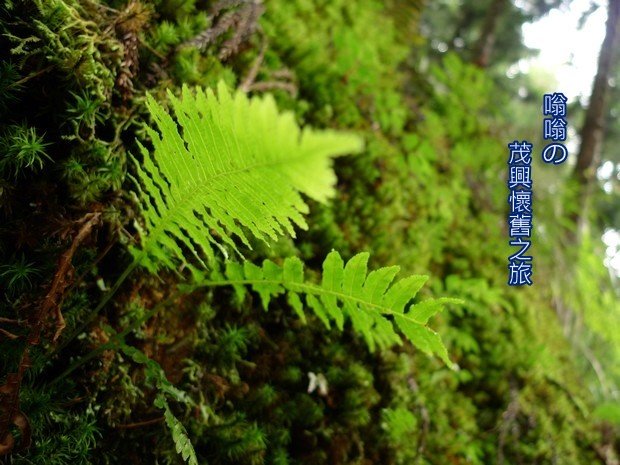 茂興站旁的小草