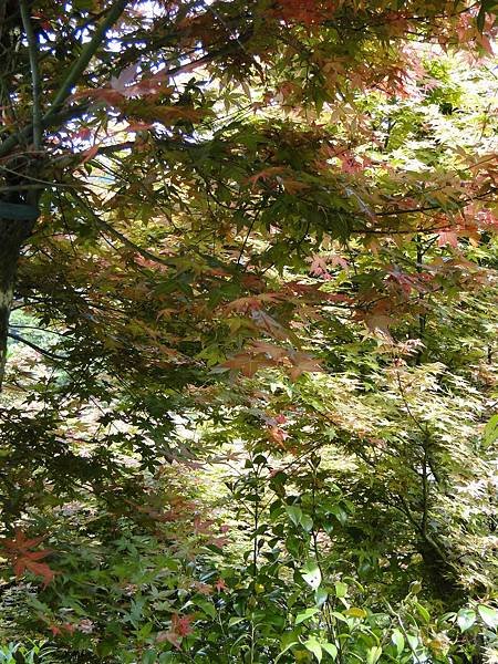 DSC04940.JPG