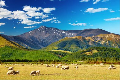 Our-Story-image-sheep-in-field