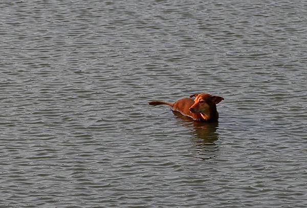 流浪犬春天