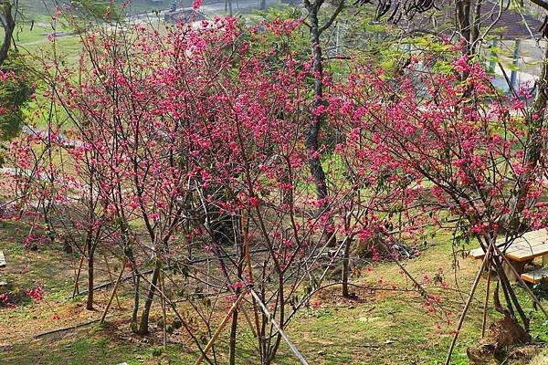 烏山頭水庫櫻花