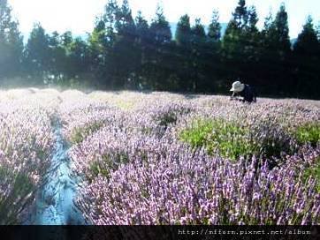 2011.07.22.晨的薰衣草園--梅峰421-1.jpg